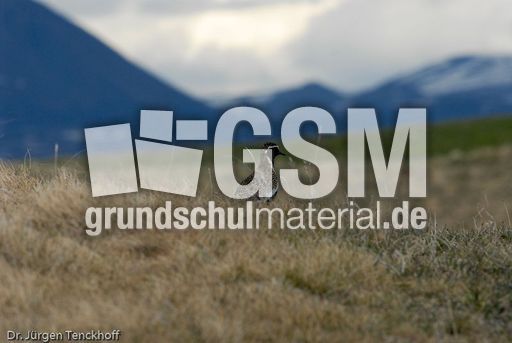 Goldregenpfeifer (1 von 2).jpg